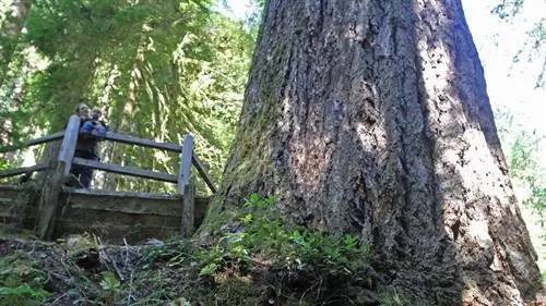 самые высокие деревья