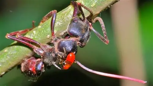 зомби-муравьиный грибок