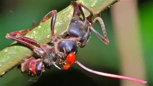 Познакомьтесь с грибком-зомби-муравьем, который вдохновил HBO на создание сериала «Одни из нас»
