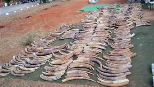 слоновая кость