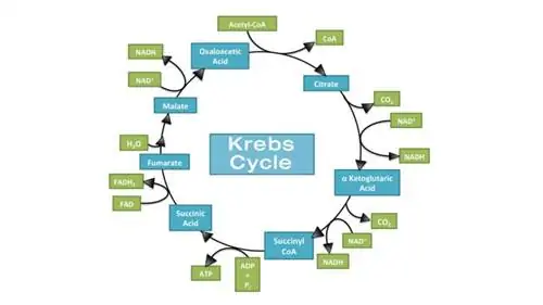 цикл кребса