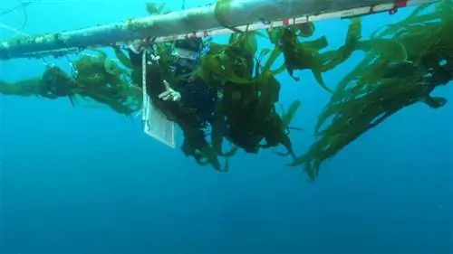 морские водоросли морские водоросли