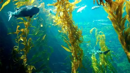 Могут ли гигантские морские водоросли стать следующим источником биотоплива?