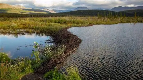 бобровая плотина