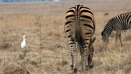 Комменсализм: мне выгодно, вам нет, но все хорошо