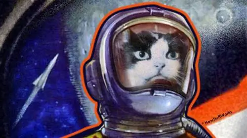 Космическая кошка Фелисетт