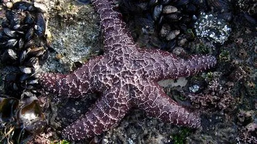 фиолетовые морские звезды