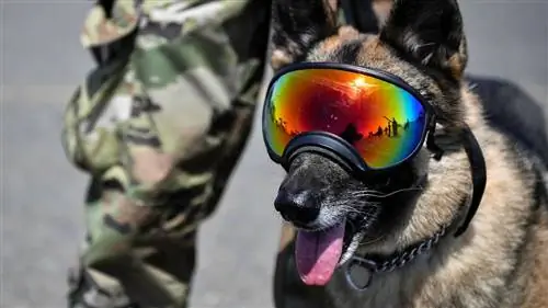 Военные собаки США обычно выше своих хендлеров