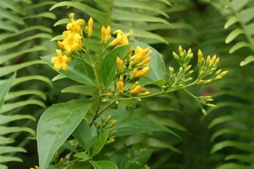 Gelsemium elegans, ядовитое растение