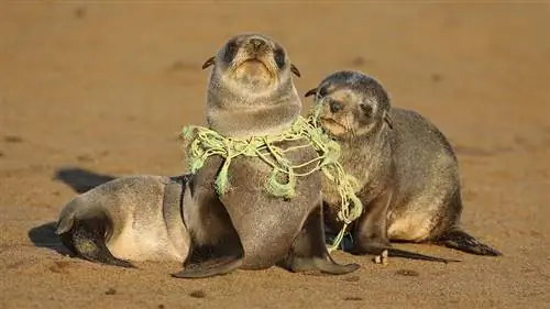 щенки тюленя