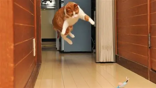 кошачья мята