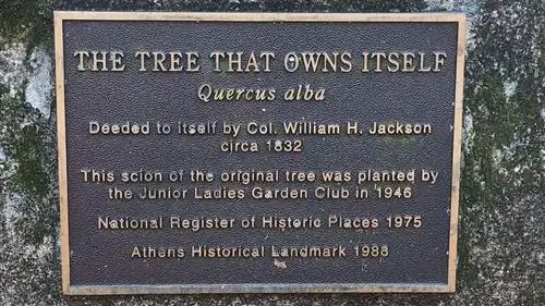 Дерево, которое владеет собой