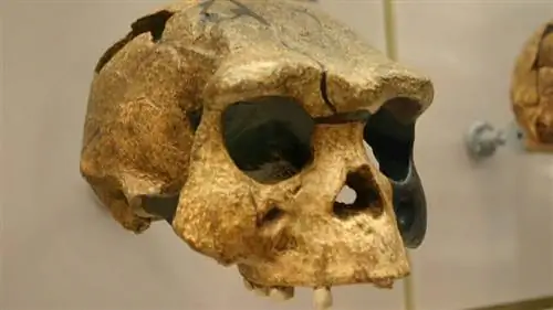 Homo erectus, ленивый