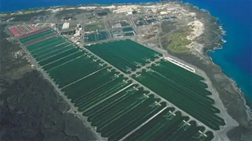 водоросли, еда