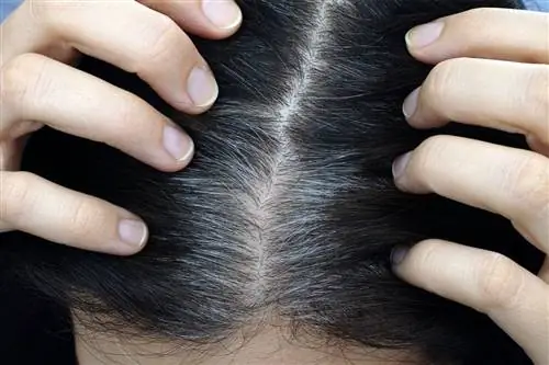 Если вырвать седой волос, на его месте вырастут 10 новых?