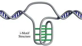 i-мотив, клетка