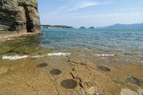 следы динозавров в воде