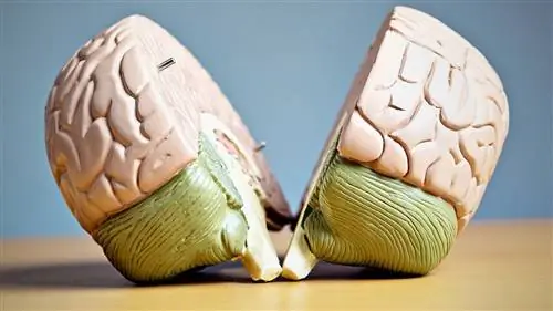 Даже преподаватели верят в распространенные мифы об обучении, показывают исследования