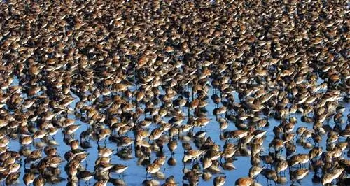 Программа охраны природы водно-болотных угодий