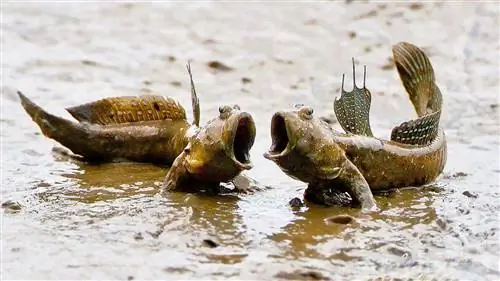 Робот Mudskipper помогает показать, как позвоночные эволюционировали, чтобы ходить по суше