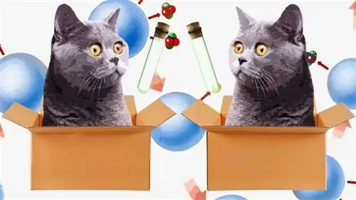 Ученые доказали, что кот Шредингера может находиться в двух местах одновременно