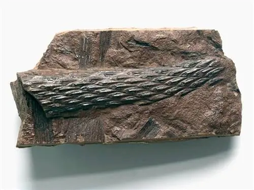 окаменелый лепидодендрон