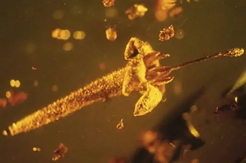 Стрихнос электри