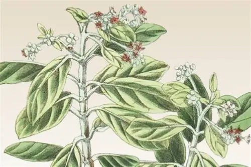 Святая Елена Олив