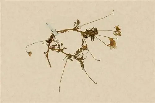 плакать фиолетовый