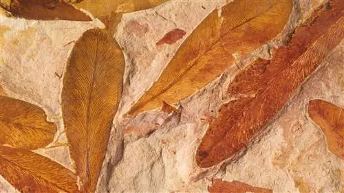 10 растений, затерянных в истории