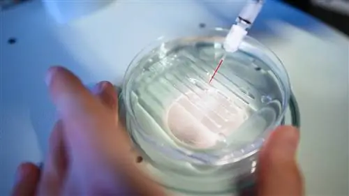 Как работает редактирование генов CRISPR
