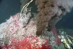 трубчатые черви вокруг вентиляционного отверстия