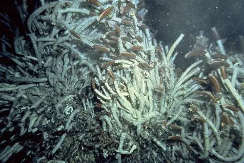 Как работают трубчатые черви из вулканических жерл