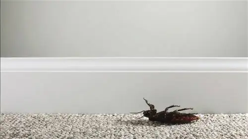 Что, если бы не было тараканов?