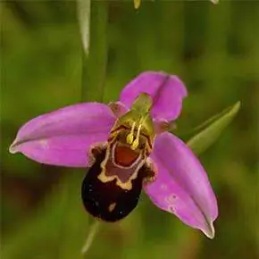 Орхидея Офрис апифера