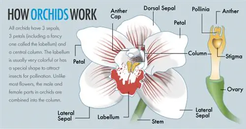 Как работают орхидеи