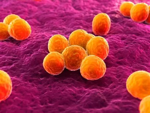 В чем разница между бактериальной и вирусной инфекцией?