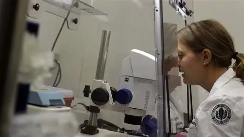 ученый изучает стволовые клетки ученый изучает стволовые клетки