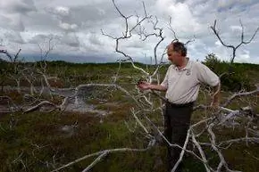 эколог в Биг-Пайн-Ки, Флорида.