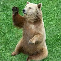 медведь в поле