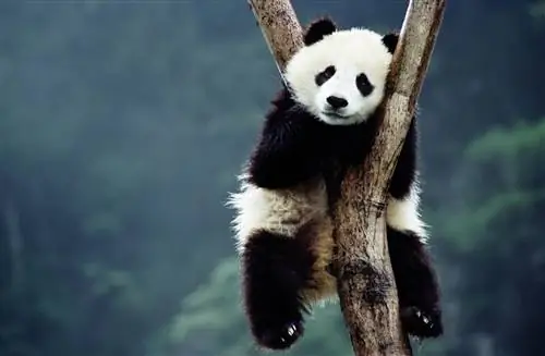 10 странных вопросов, на которые ученые искренне пытались ответить