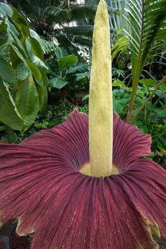 Titan Arum привлекает насекомых