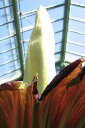 Titan Arum нагревается до 98,6 градусов по Фаренгейту