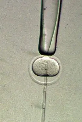 клонирование