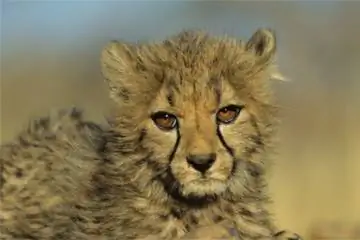 Почему биоразнообразие важно?