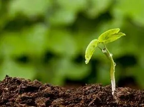 Листовой побег