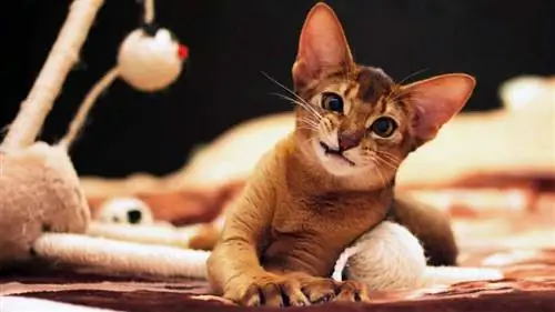 абиссинская кошка
