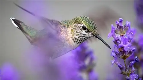 кормление колибри