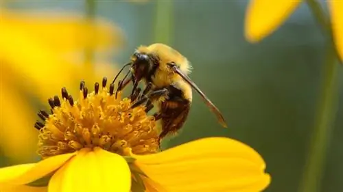 Горная пчела на Tickseed Sunflower