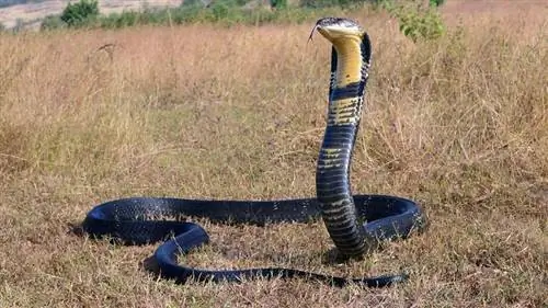 Королевская кобра